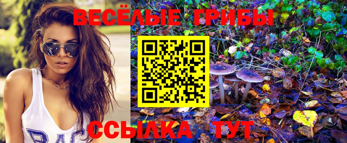 Псилоцибиновые грибы Psilocybe  Вход с VPN  Сланцы 